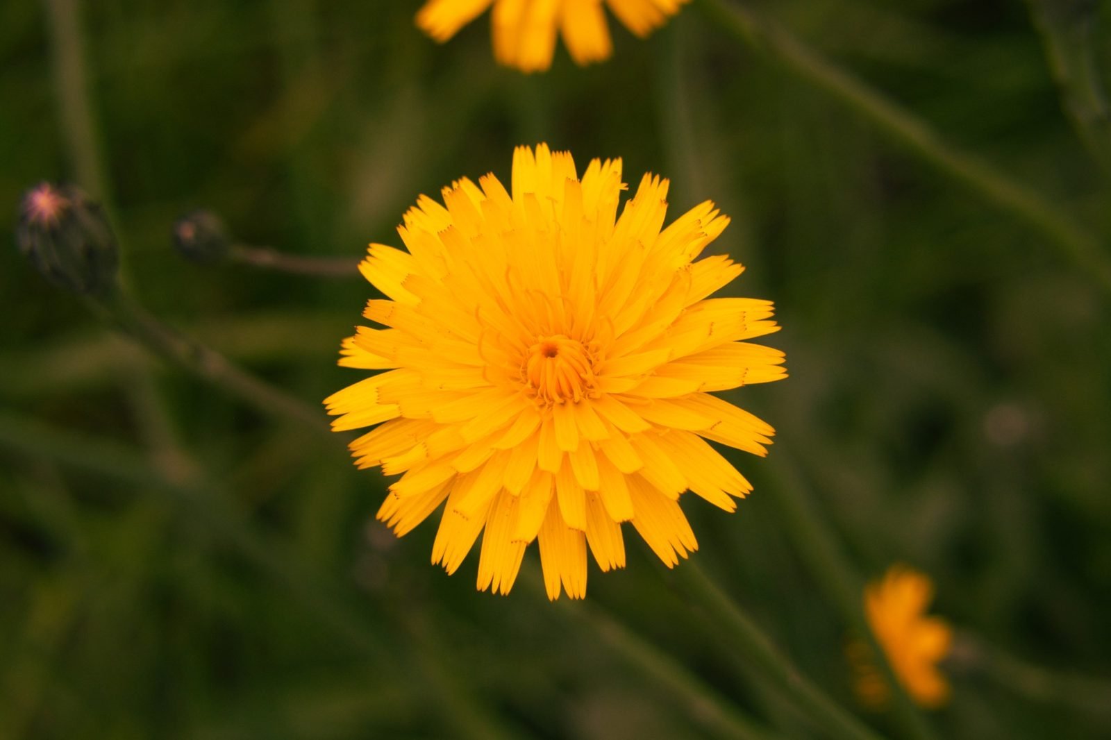 Macro de flor silvestre